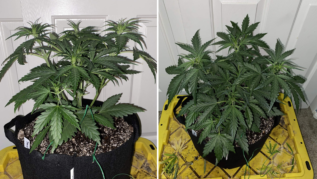 Sour diesel auto guide: week 3
