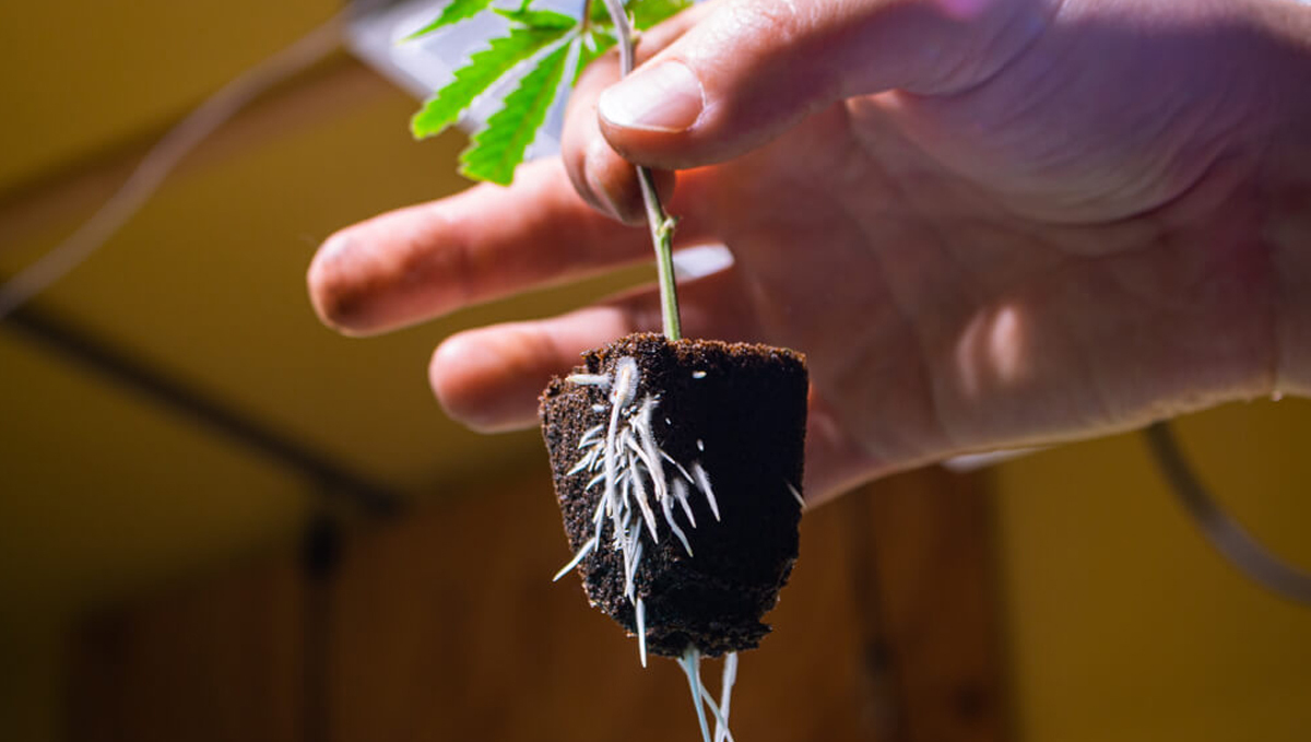 Cannabis and mycorrhizae: how to introduce them Cannabis and mycorrhizae: how to introduce them