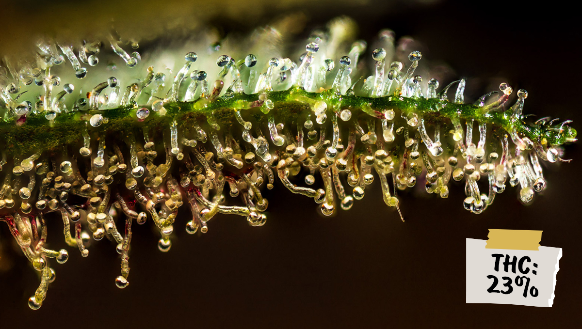 Are autos potent?: z auto Are autos potent?: z auto