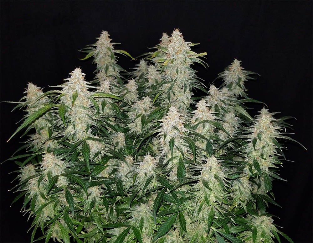 gorilla glue.jpg Fast Buds' Gorilla Glue Grown Indoors
