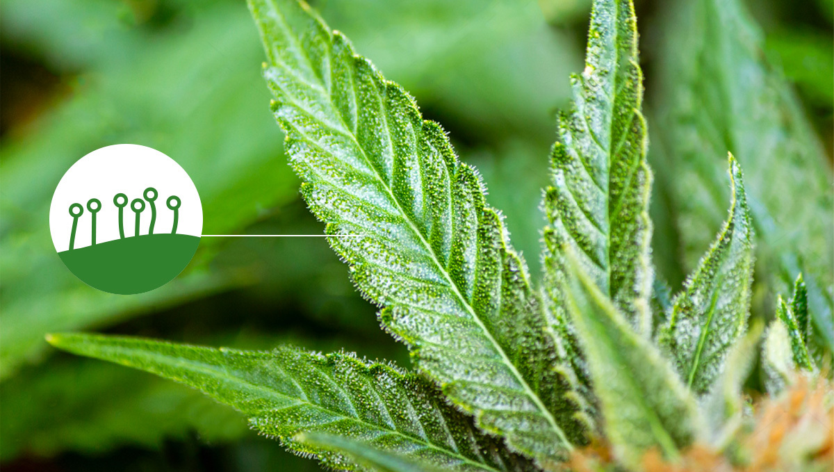 Trichome auf Cannabis-Fächerblättern Trichome auf Cannabis-Fächerblättern