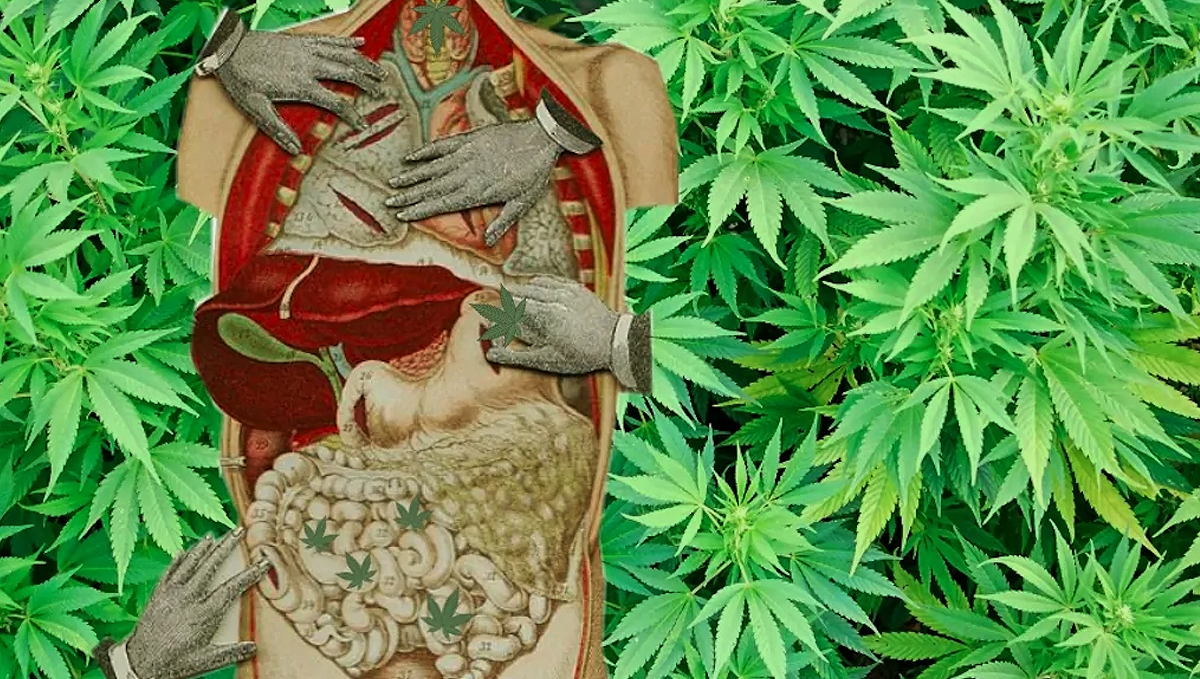 Cannabis edibles are soft on the digestive system