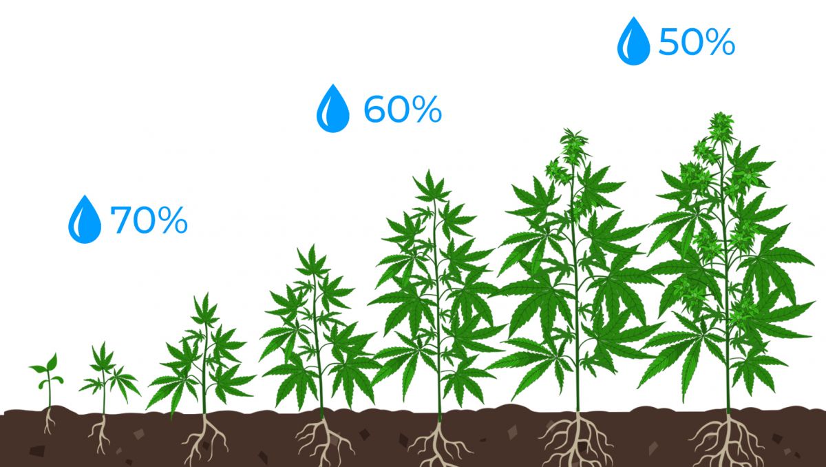 Light burn: humidity