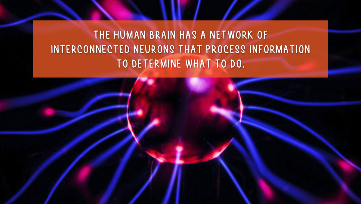 Can cannabis plants think?: how humans think