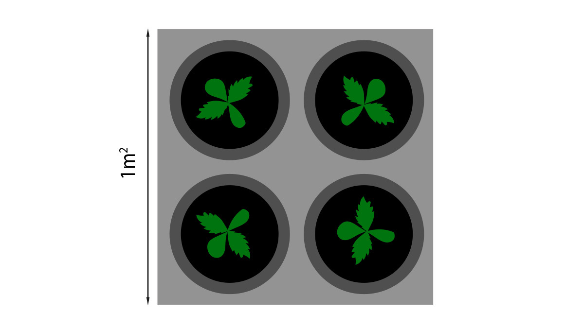 SCROG Screen of Green