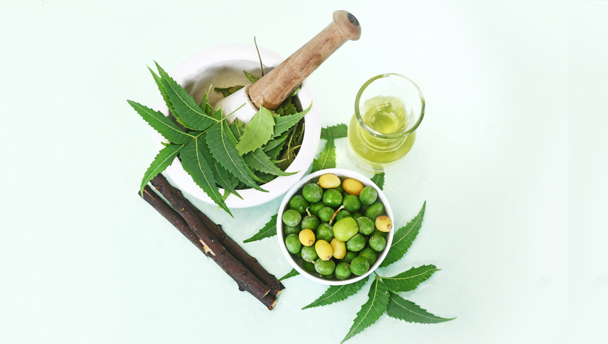 Organic pesticides for cannabis: Neem oil is made mainly from the fruits and seeds of the neem tree Organic pesticides for cannabis: Neem oil is made mainly from the fruits and seeds of the neem tree