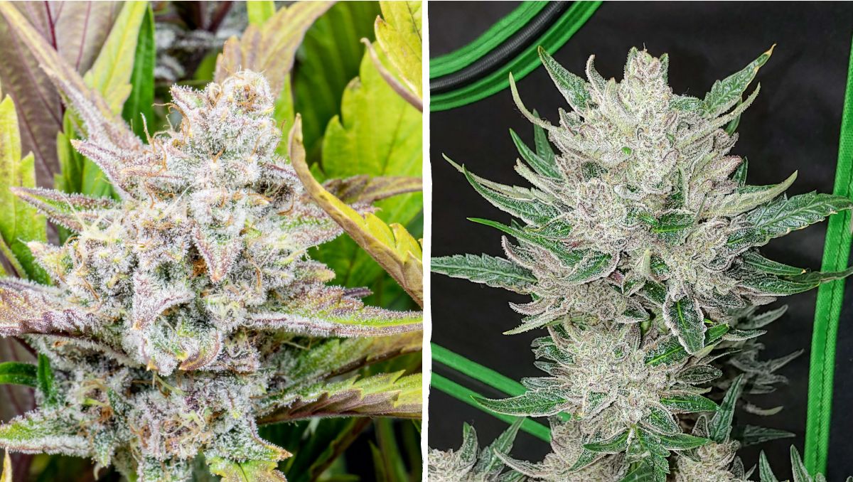 Top 5 aut s nejvyšším obsahem THC: wedding glue auto Top 5 aut s nejvyšším obsahem THC: wedding glue auto