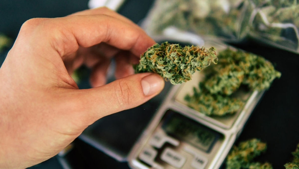 How to Make Cannabis Edibles: cannabis buds weigh in How to Make Cannabis Edibles: cannabis buds weigh in