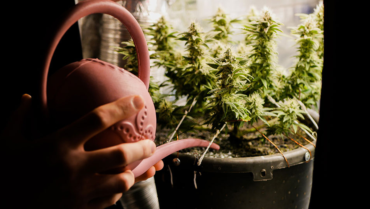 Cómo lavar las autoflorecientes: ¿por qué lavarlas antes de la cosecha?