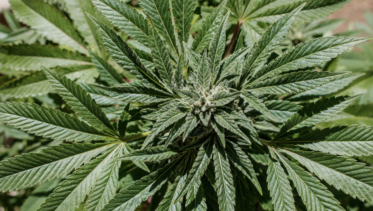 Hesi usage guide: phosphorus plus