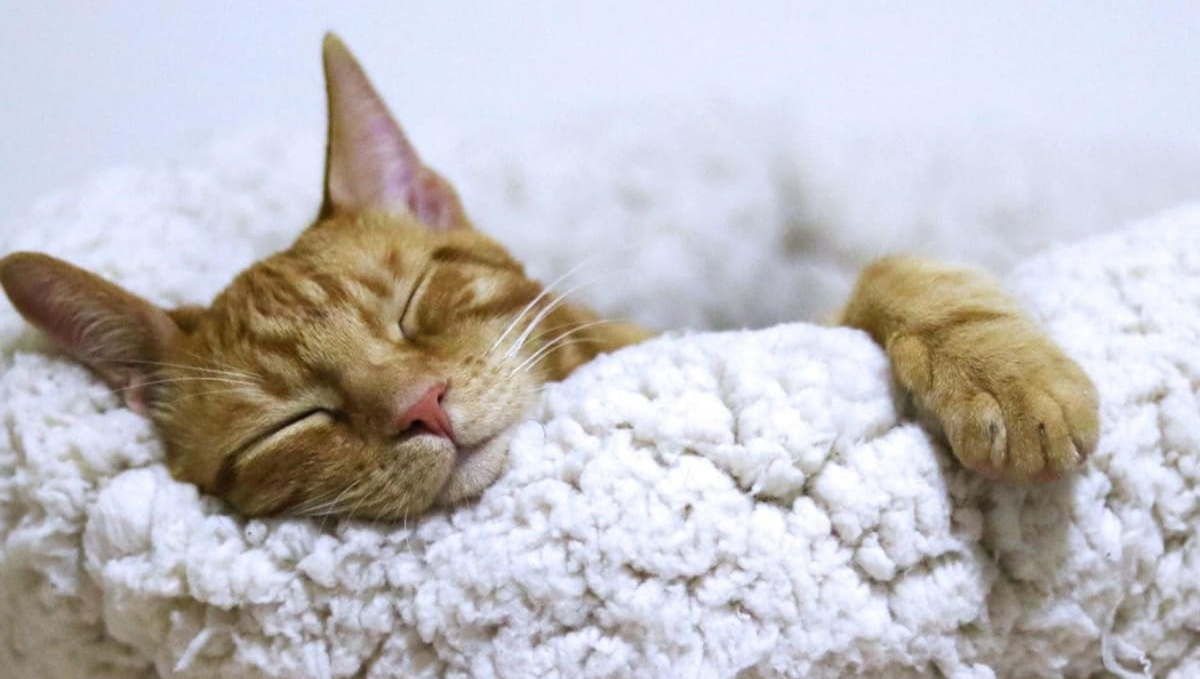 Seconhand cannabis smoke isn't ideal for pets.