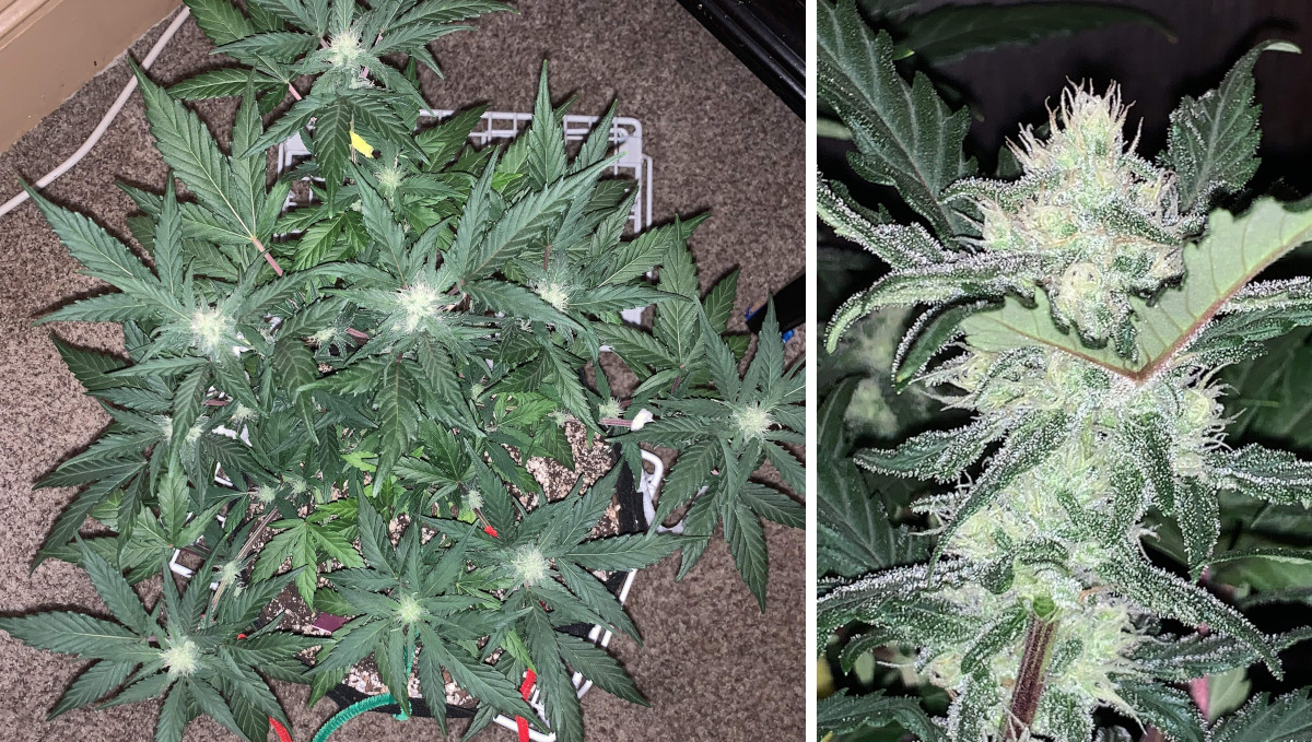 Gelato Auto Cannabis Strain Week-by-Week Guide: An LSTd plant with many first flower and a very frosty bud Gelato Auto Cannabis Strain Week-by-Week Guide: An LSTd plant with many first flower and a very frosty bud