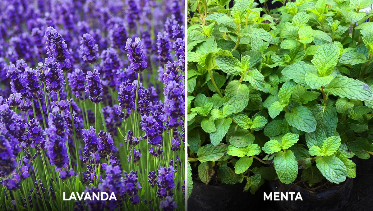  Plantas complementarias para el cannabis: elementos disuasorios