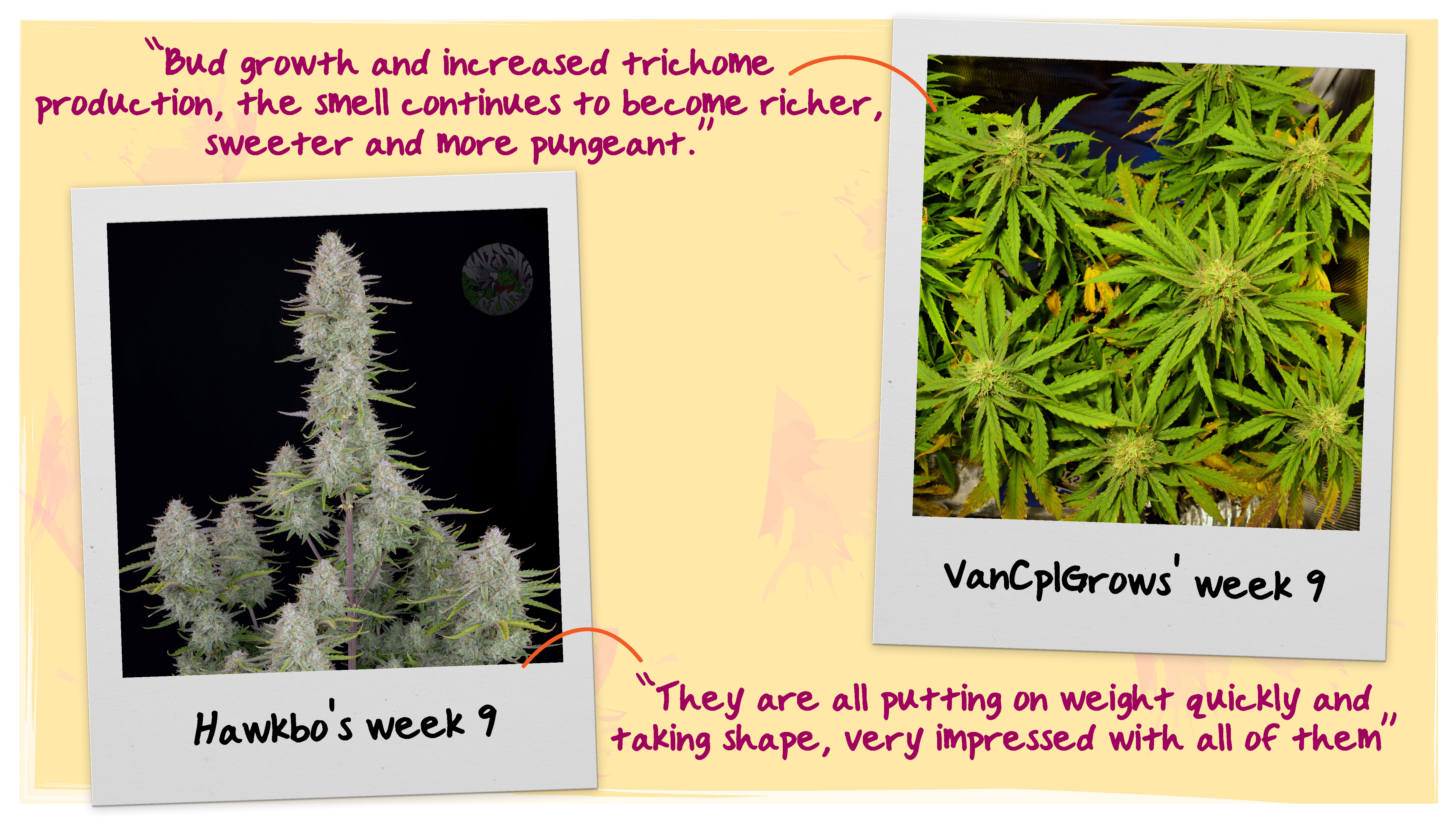 Week 9 Flowering Tops