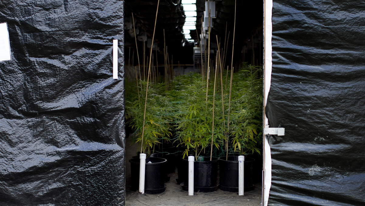 Light deprivation: the proper light cycle