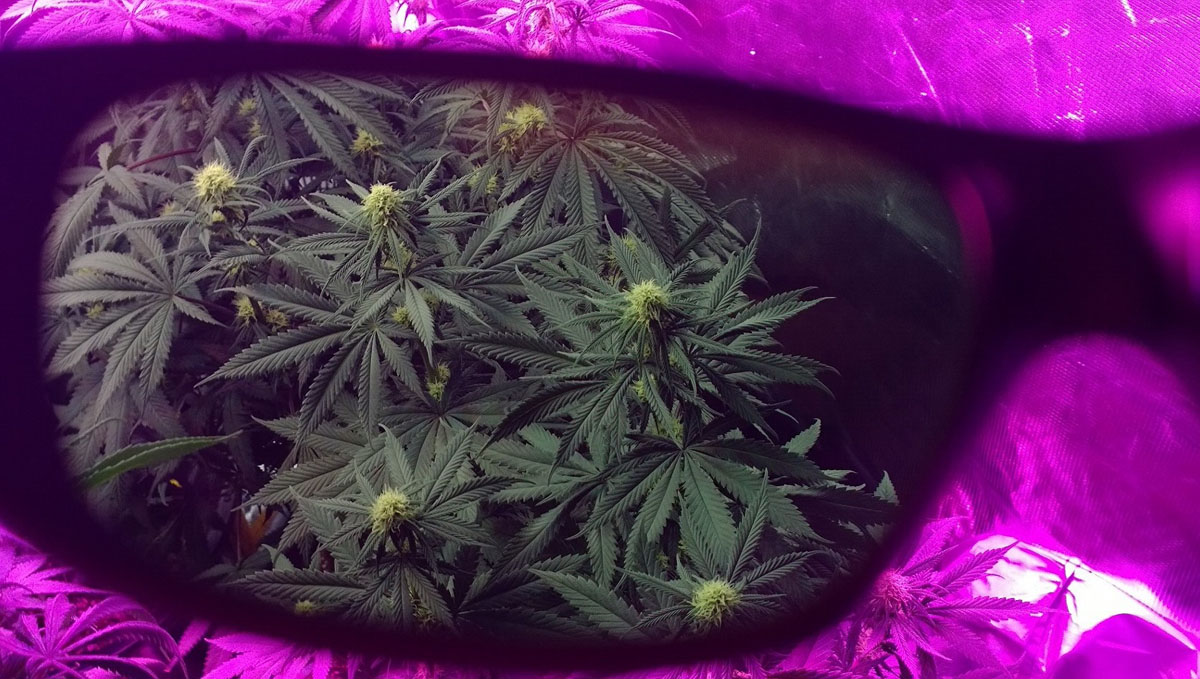 Getting glasses as a gift for your stoner friend is a nice way of saying 