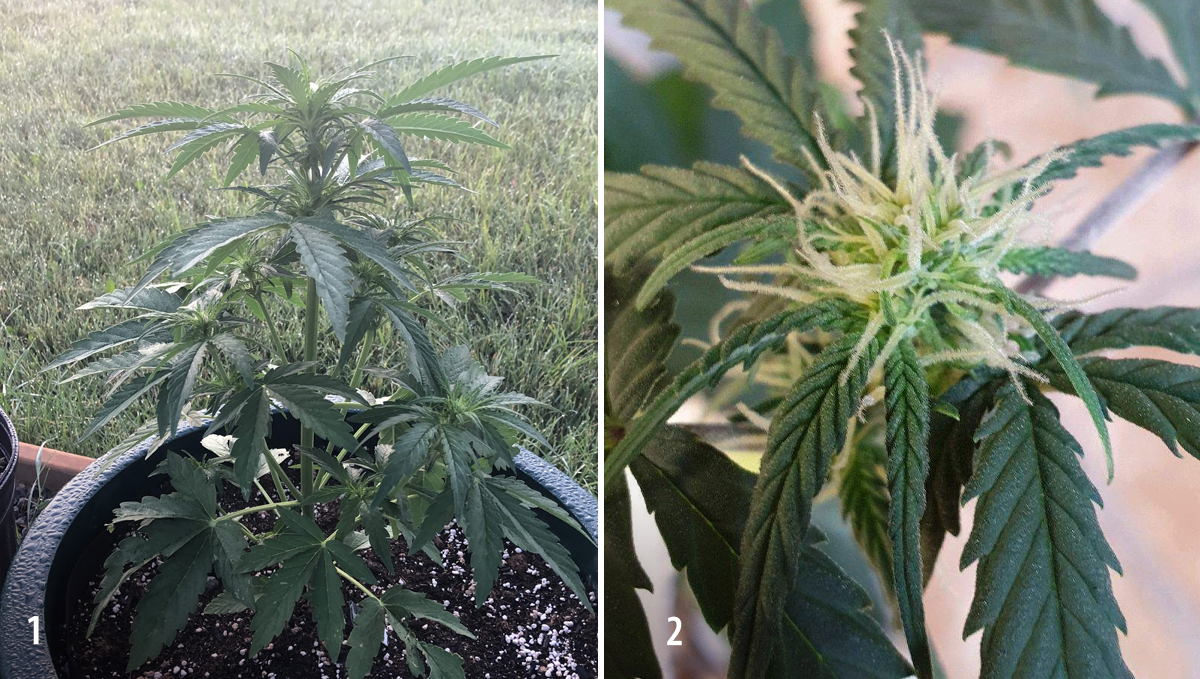 Amnesia Haze Auto: week 5