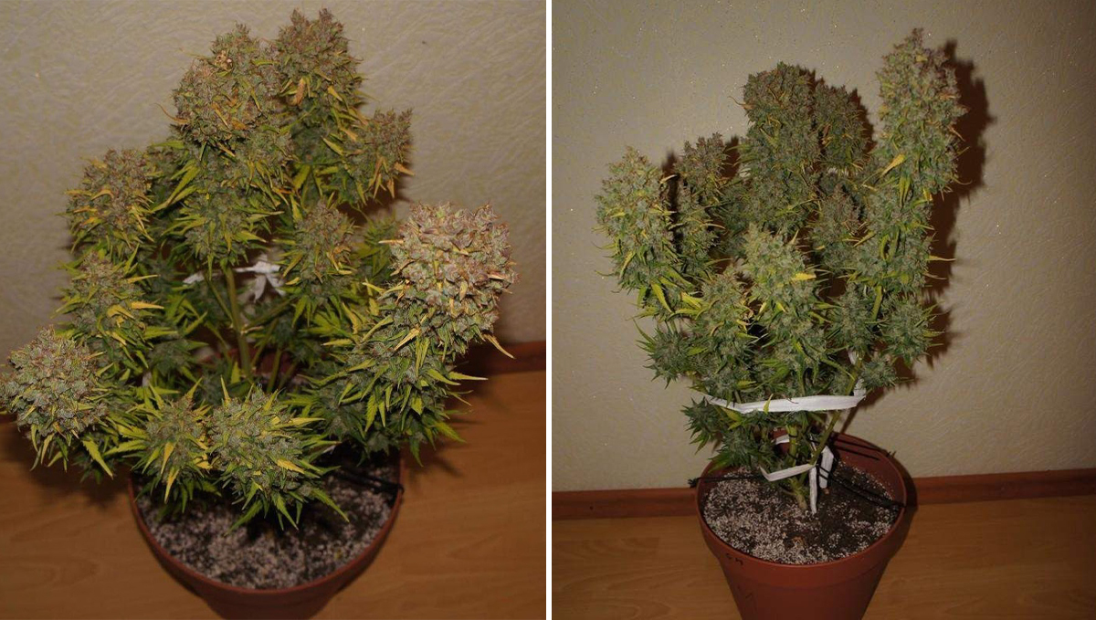 Five shortest autoflower strains: grapefruit auto Five shortest autoflower strains: grapefruit auto