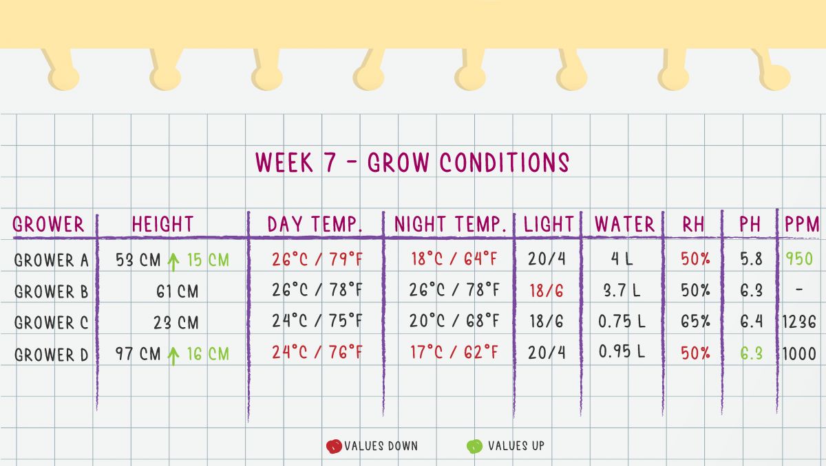 Orange Sherbet Auto Cannabis Strain Week-by-Week Guide: Week 7 grow conditions