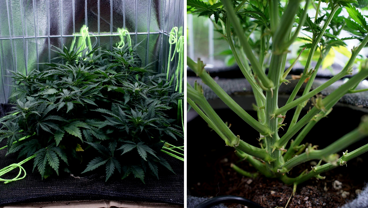 Lollipopping Before and After Lollipopping Before and After