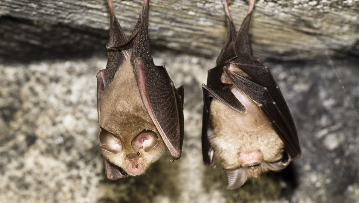 Guanokalong feeding chart: solid fertilizers