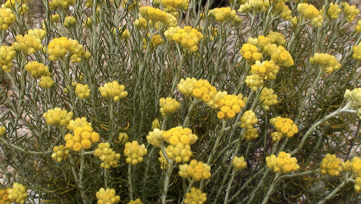Non-marijuana cannabinoids: helichrysum