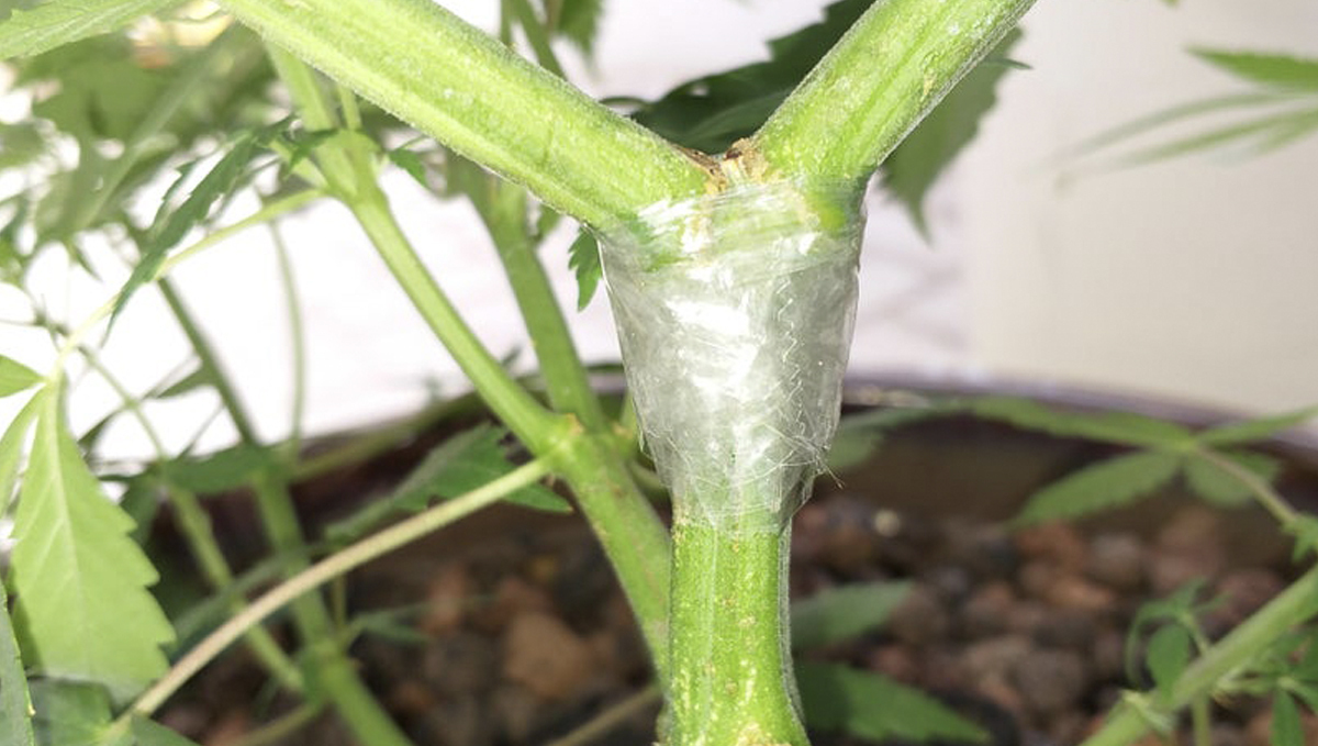 Cum să faci față creșterii lente a canabisului: daune accidentale