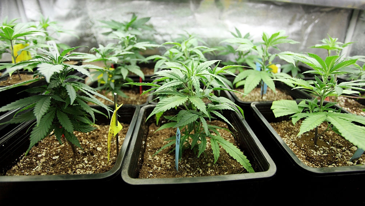 Keep Best Conditions during your growing cycle