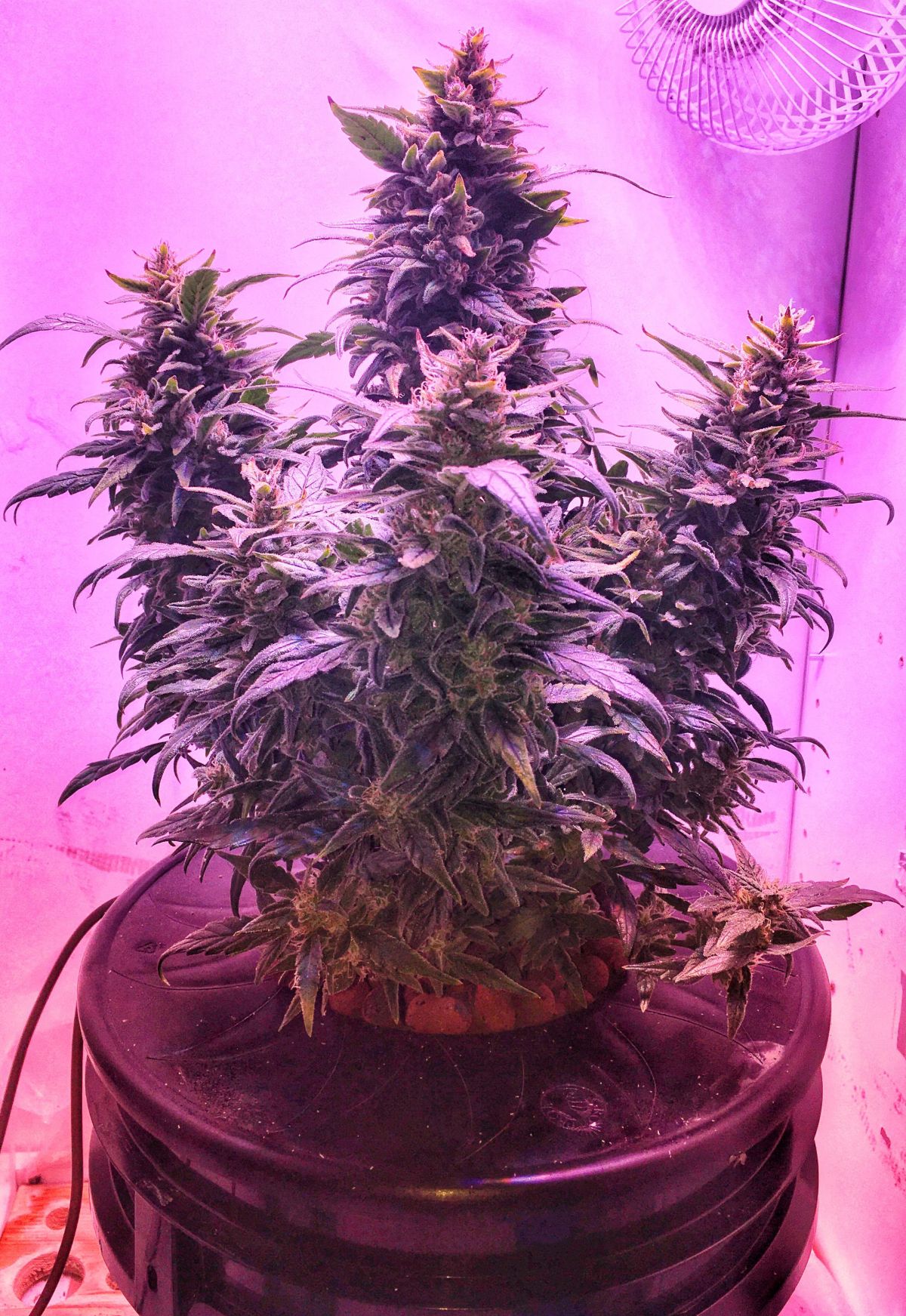 z by thebudwhisperer.jpg z fastbuds by thebudwhisperer