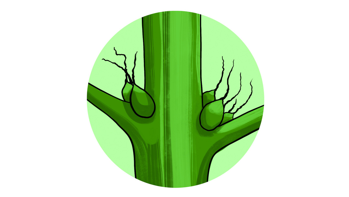 Cannabispflanze in der Vorblüte