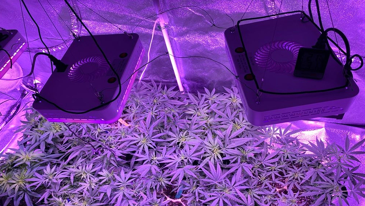Led lights in grow tent