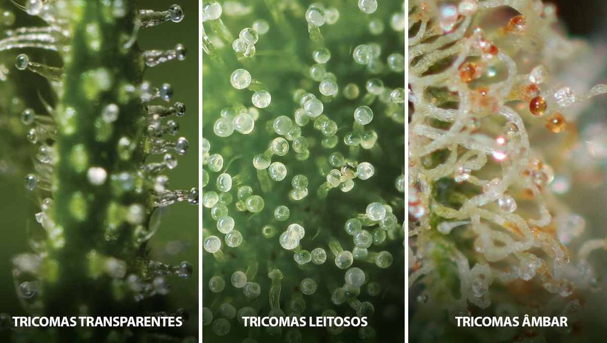 Como colher autoflorescentes: o estado dos tricomas