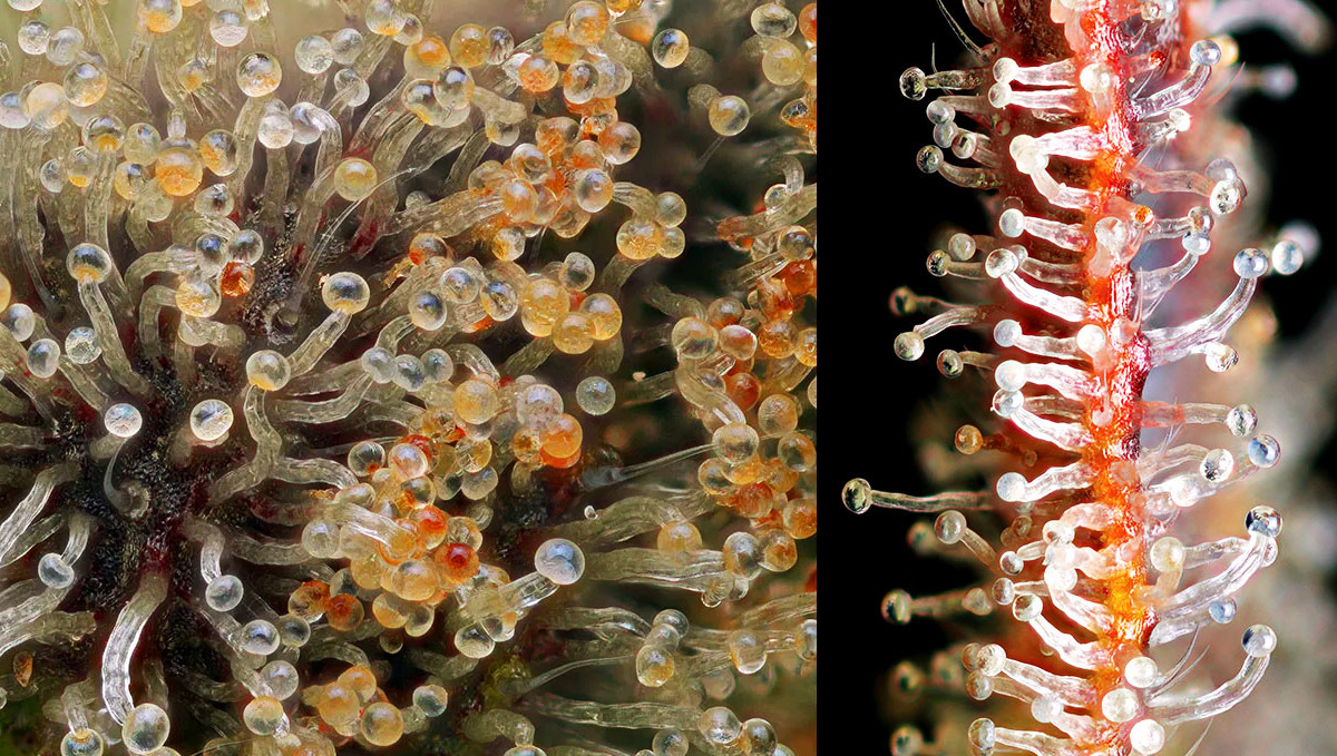 Pěstování samonakvétacího konopí venku: trichomy Pěstování samonakvétacího konopí venku: trichomy