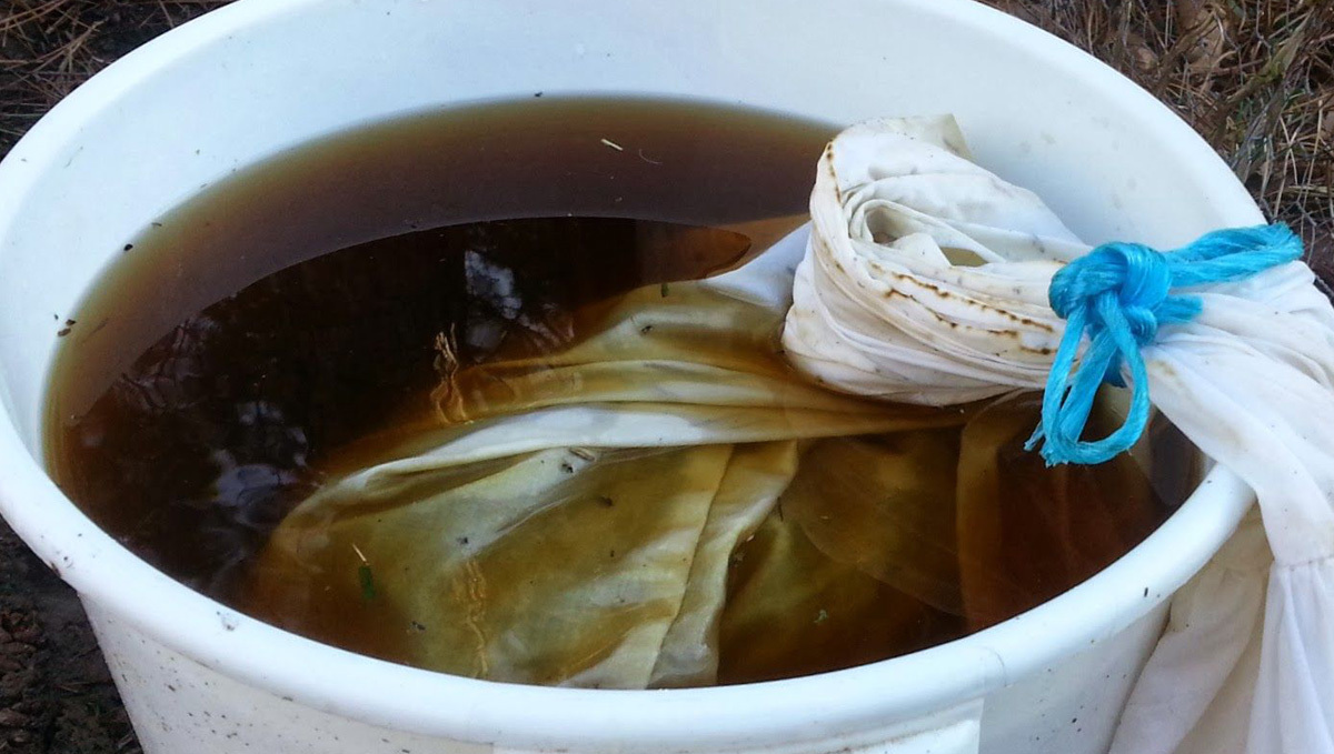 Organic teas for cannabis: simple recipe