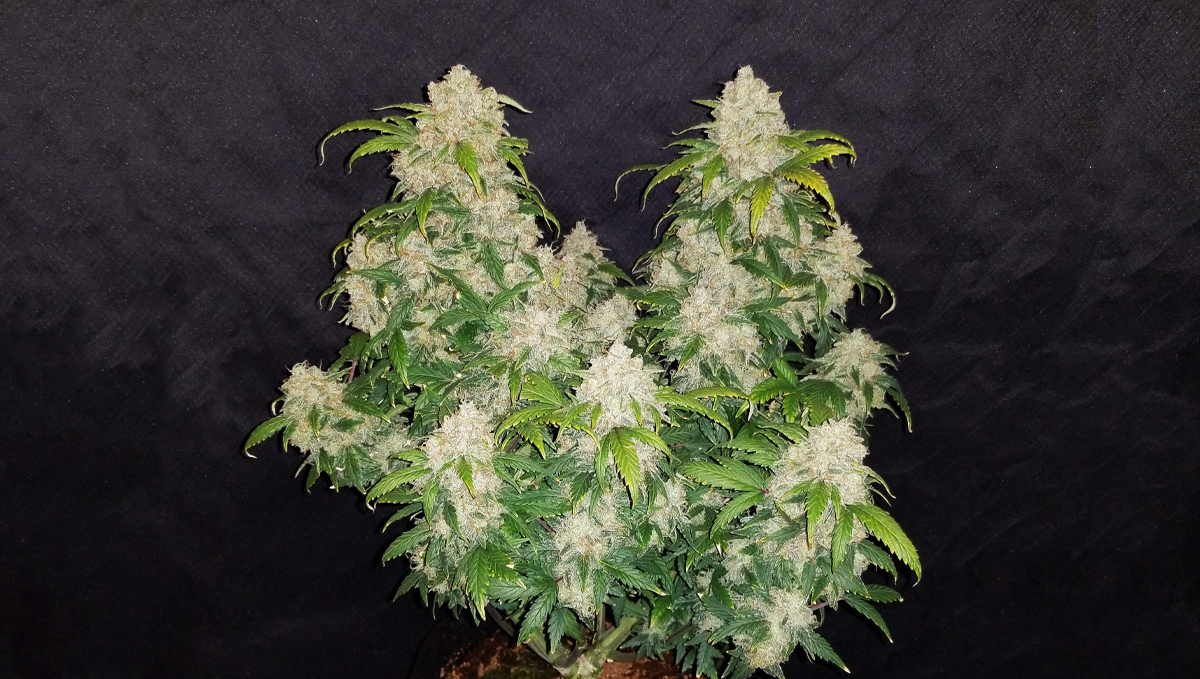 Top 10 strains to grow outdoors: Z Auto