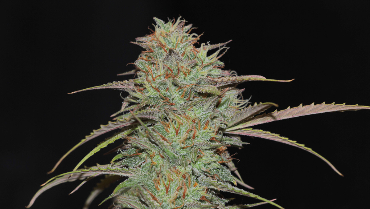 Original Auto Cheese