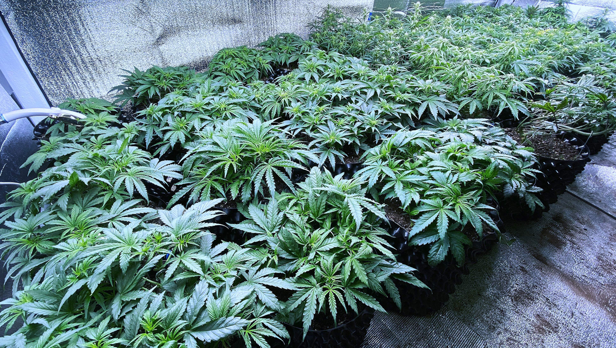 Advantages of Growing Cannabis in Soil