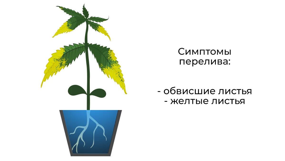 Common cannabis seedling problems: overwatering