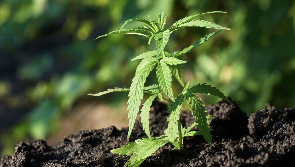 Die Bedeutung der Wasserreinheit für Cannabispflanzen Die Bedeutung der Wasserreinheit für Cannabispflanzen