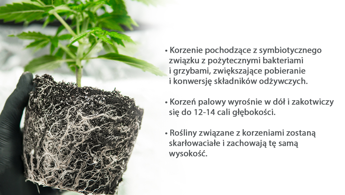 roots_pol.jpg Best pot size for autoflowers: roots