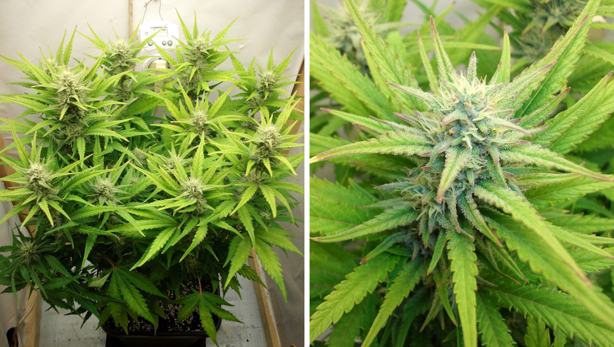 Gelato Auto Cannabis Strain Week-by-Week Guide: A weed plant with maturing buds and yellowish leaves, and a close-up of a frosty cola Gelato Auto Cannabis Strain Week-by-Week Guide: A weed plant with maturing buds and yellowish leaves, and a close-up of a frosty cola
