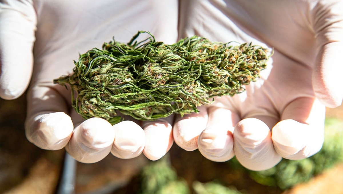 How to harvest autoflowers: dry bud