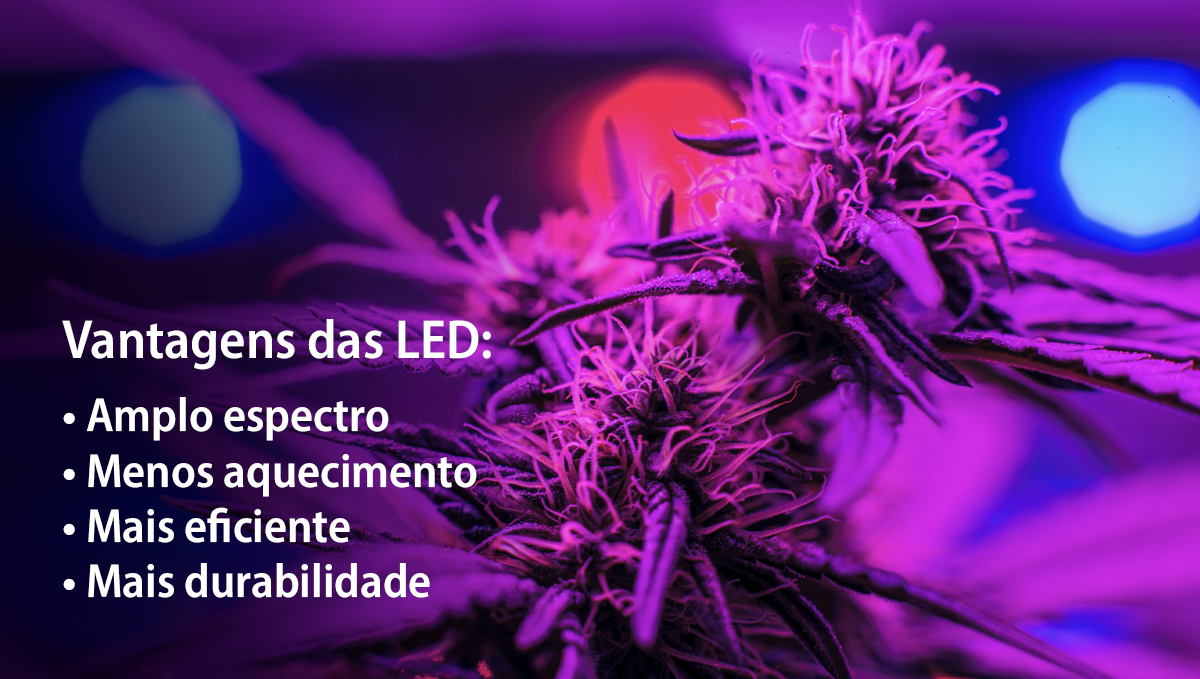 Cultivar autoflorescentes com LEDs: vantagens