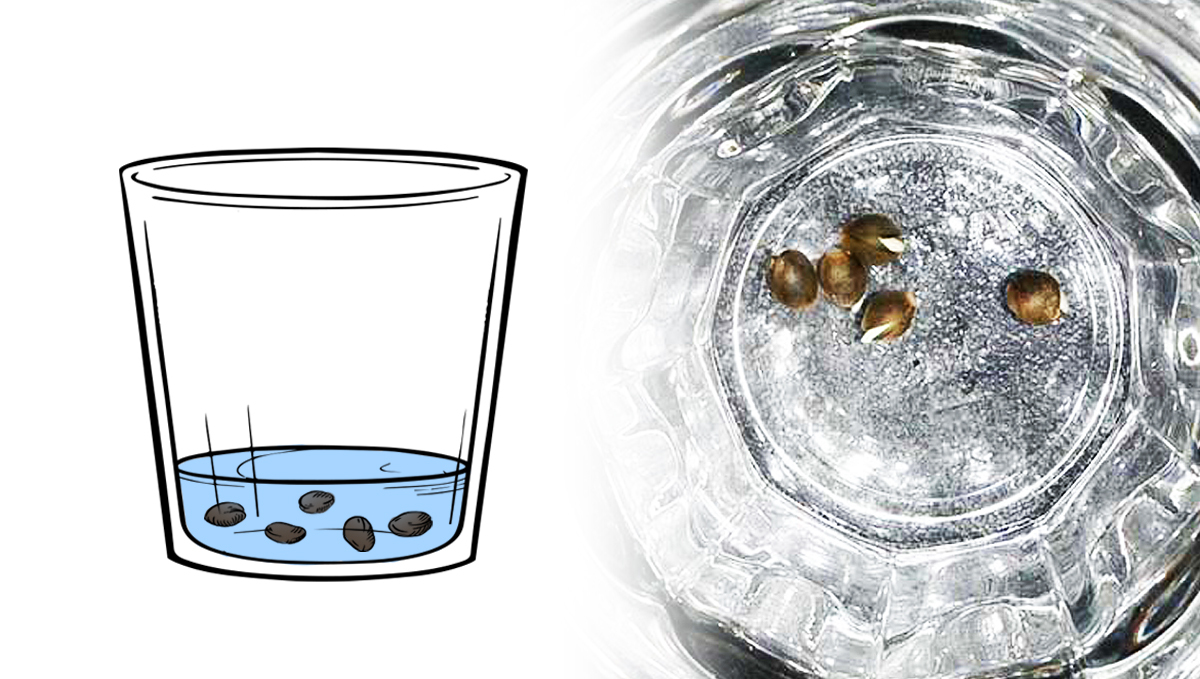 Remojo de las semillas en el agua Remojo de las semillas en el agua