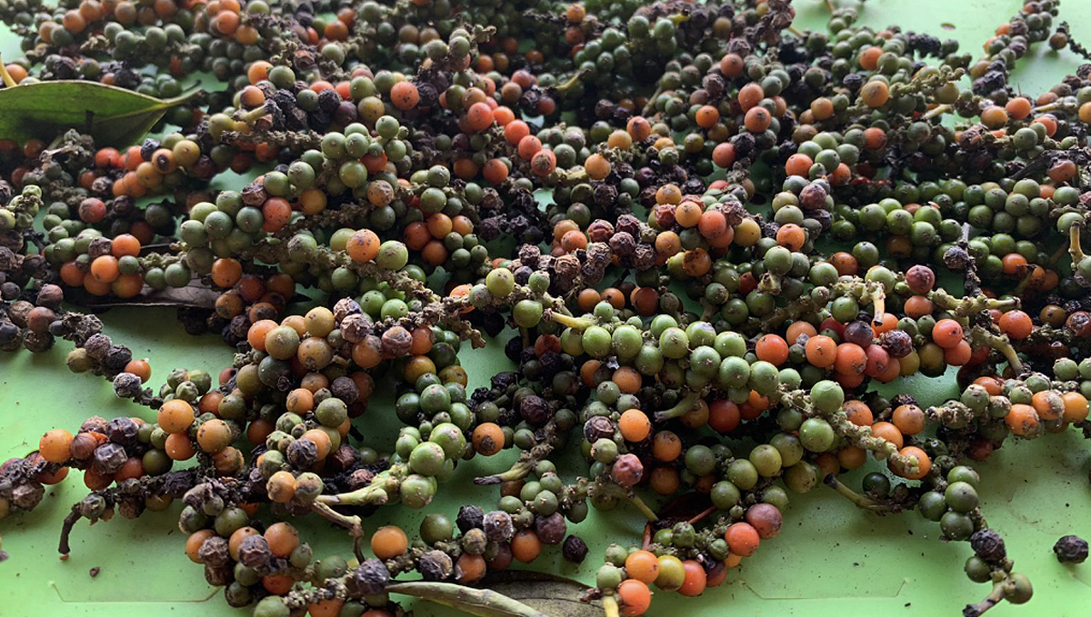 Non-marijuana cannabinoids: black pepper