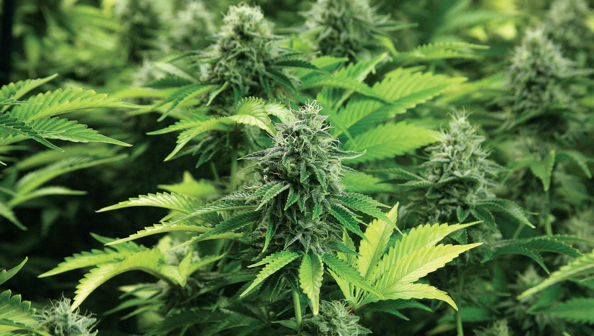 Canna feeding chart: canna hydro Canna feeding chart: canna hydro