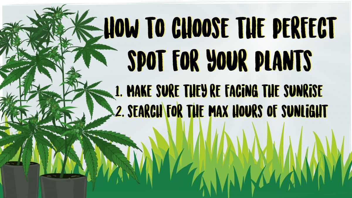 Pěstování samonakvétacího konopí venku: vaše poloha Pěstování samonakvétacího konopí venku: vaše poloha