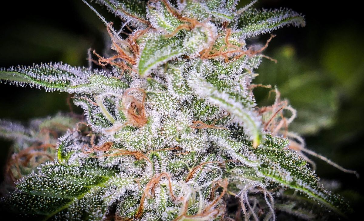 Fastbuds cannabispar BigDaddyK.jpg