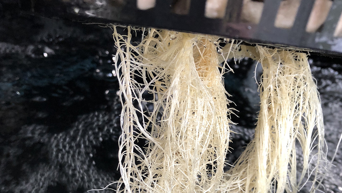 Indoor growing emergencies: oxygenation Indoor growing emergencies: oxygenation