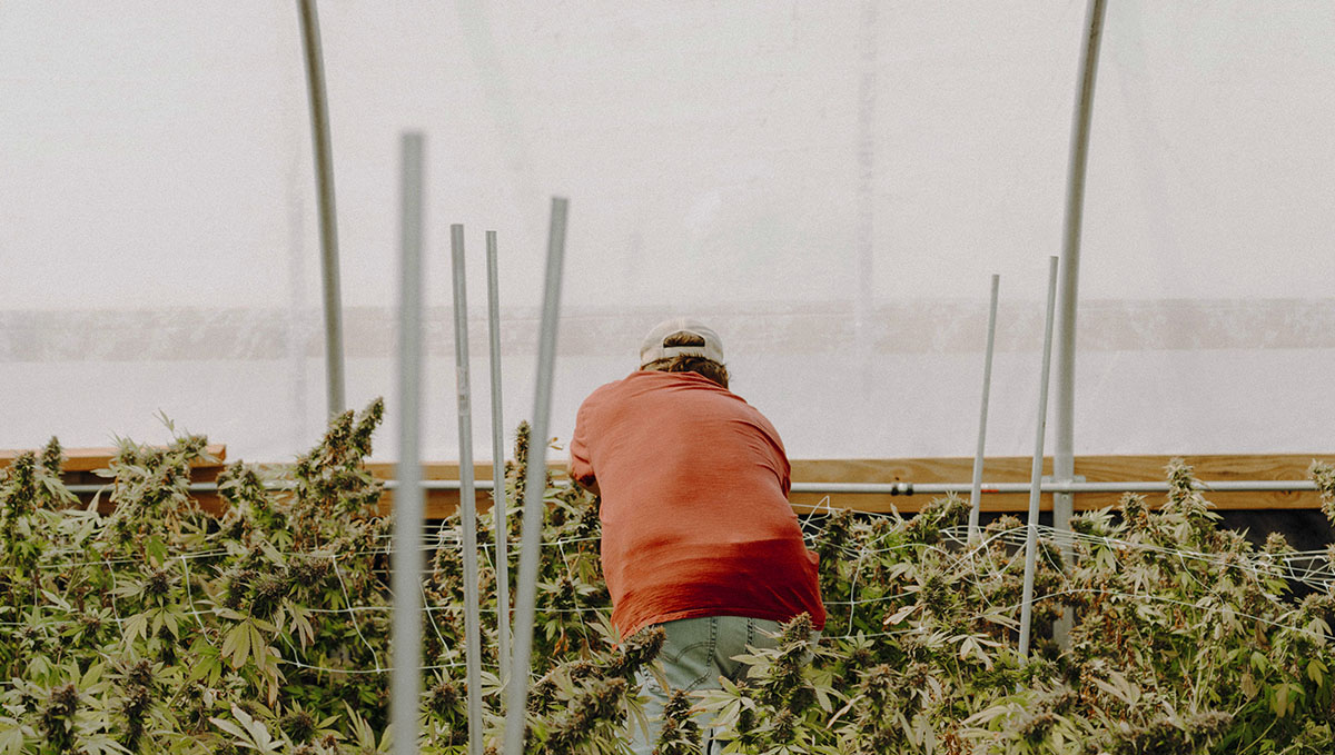 Cannabis: From Bud Tender to Master Grower: Are you experienced in cultivation? Then try becoming a master grower!